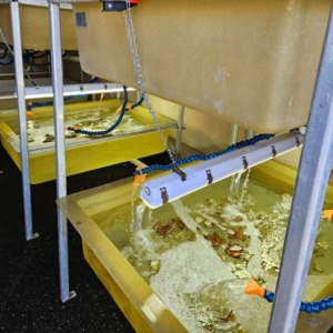 “Kelp toddler” growing beds at the Vital Kelp lab.